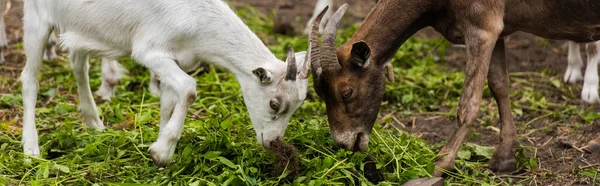 Image Horizontale Petit Une Chèvre Mangeant Herbe Pâturage Ferme — Photo