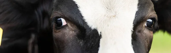 Close View Black White Cow Head Panoramic Orientation — Stock Photo, Image