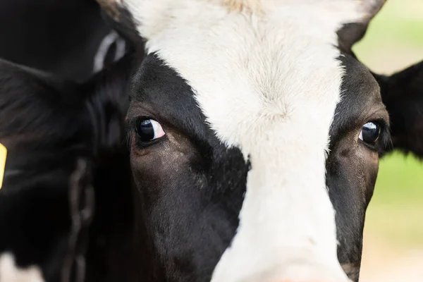 Close View Black White Cow Head — Stock Photo, Image
