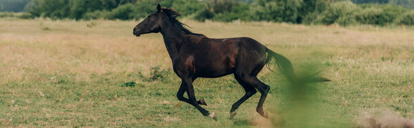 selective focus of horse galloping on grassy field, panoramic concept