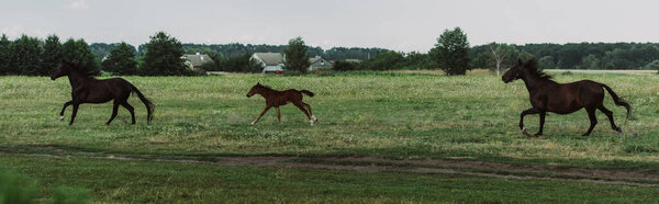 side view of horses and colt running on field, horizontal image