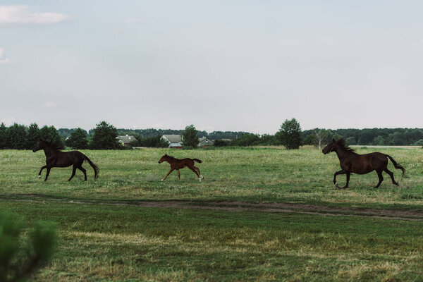 side view of horses and colt galloping on grassland 