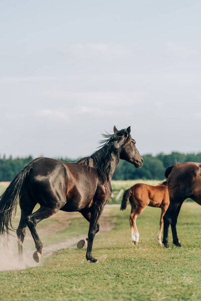 brown horses with colt grazing on grassland against sky