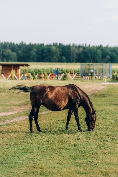 Boční Pohled Hnědý Kůň Jíst Zelenou Trávu Při Pastvě Ranči — Stock fotografie