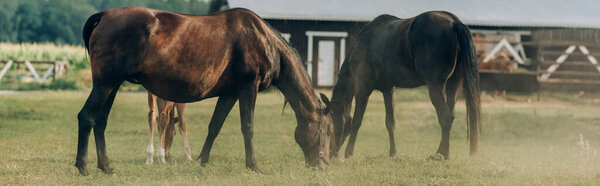 selective focus of brown horses eating grass while pasturing on field, panoramic shot