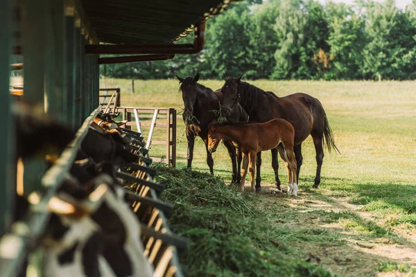 Focalizzazione Selettiva Cavalli Con Puledro Vicino Stalla Fieno Fattoria — Foto Stock