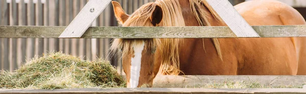 Imagen Horizontal Caballo Marrón Con Mancha Blanca Cabeza Comiendo Heno — Foto de Stock