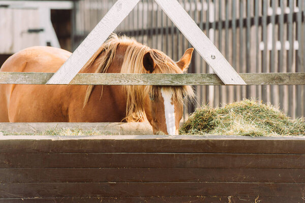 brown horse with white spot on head eating hay from manger in corral
