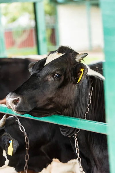 Selective focus of black and white cow near fence in cowshed — Stock Image Selective Focus Black White Cow Fence Cowshed Stock Picture
