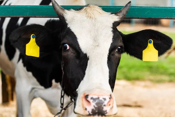 Selective focus of black and white cow with yellow tags in ears on dairy farm — Stock Image Selective Focus Black White Cow Yellow Tags Ears Dairy Farm Stock Picture