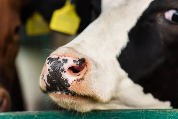 Selective focus of black and white cow with spotted nose on dairy farm — Stock Image Selective Focus Black White Cow Spotted Nose Dairy Farm Stock Photo
