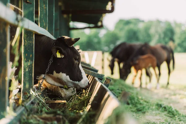 Selective focus of black and white spotted cow eating hay from manger in cowshed — Stock Image Selective Focus Black White Spotted Cow Eating Hay Manger Cowshed Stock Picture