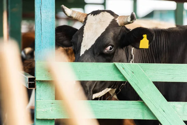 Selective focus of black and white cow with yellow tag in cowshed — Stock Image Selective Focus Black White Cow Yellow Tag Cowshed Royalty Free Stock Images