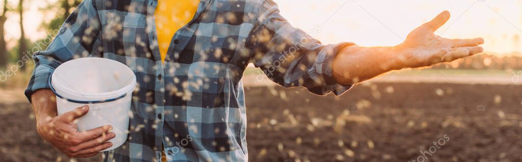 cropped view of farmer in checkered shirt holding bucket and sowing grains on field, horizontal image
