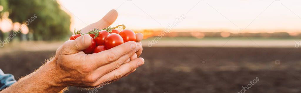 cropped view of farmer holding ripe cherry tomatoes in cupped hands, website header