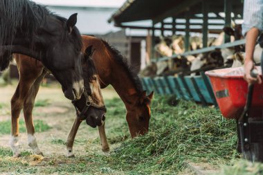 cropped view of farmer near horse and colt eating hay near cowshed on farm clipart