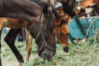 selective focus of horse in harness and cub eating hay on farm clipart