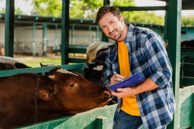 rancher in checkered shirt looking at camera while writing on clipboard near cow clipart