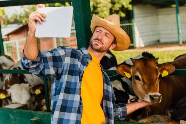 rancher in straw hat and checkered shirt taking selfie with calf on digital tablet clipart