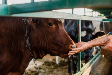 selective focus of rancher touching brown cow in cowshed, cropped veiw clipart