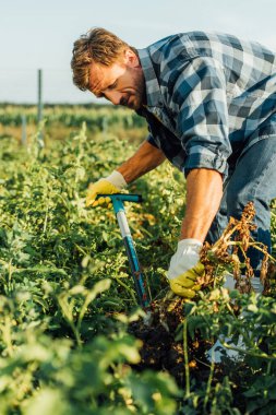 selective focus of farmer in checkered shirt digging in field clipart