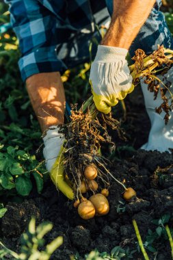 Tarlada hasat yaparken patates fabrikası işleten çiftçi görüntüsü.