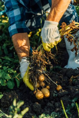 cropped view of farmer holding potato plant with tubers while harvesting in field clipart