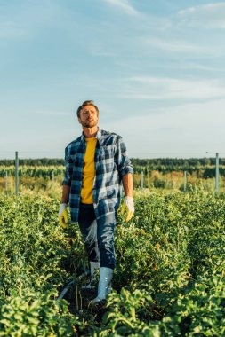 farmer in rubber boots, work gloves and plaid shirt standing in field and looking away clipart