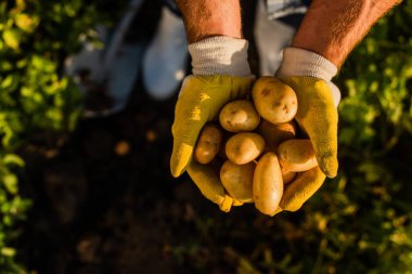 Çiftçinin taze organik patatesleri avuçlanmış ellerde tutuşu, seçici odaklanma