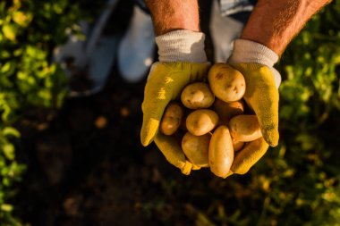 top view of rancher holding fresh, organic potatoes in cupped hands, selective focus clipart