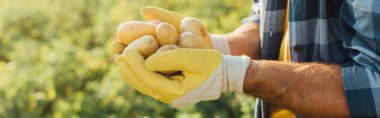 partial view of farmer holding fresh potatoes in cupped hands, website header clipart
