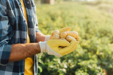 cropped view of farmer in plaid shirt and gloves holding fresh potatoes in cupped hands clipart