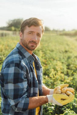 farmer in plaid shirt and gloves holding fresh potatoes in cupped hands while looking at camera clipart