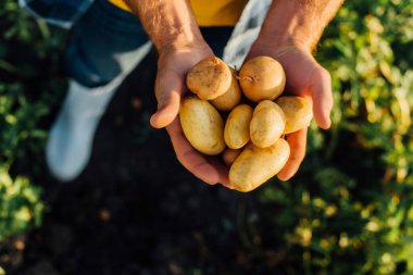 Kırpılmış çiftlik sahibinin elinde taze patatesler, seçici bir odaklanma.