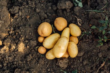top view of potato tubers on ground in field  clipart