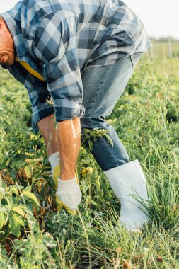 cropped view of farmer in gloves and rubber boots pulling out weeds in field clipart