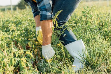 partial view of farmer in gloves and rubber boots pulling out weeds in field clipart