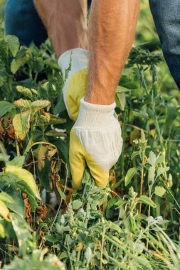 partial view of farmer in gloves pulling out weeds while working in field clipart
