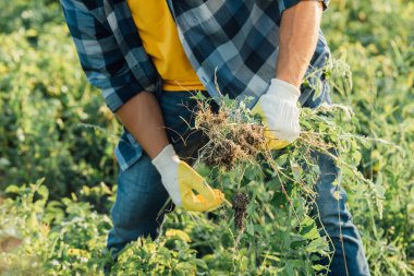partial view of farmer in plaid shirt and gloves holding weeds while working in field clipart