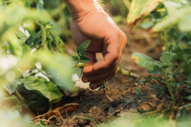 partial view of farmer planting green sprout in field, selective focus clipart