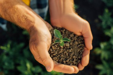 top view of farmer holding soil with young plant in cupped hands clipart