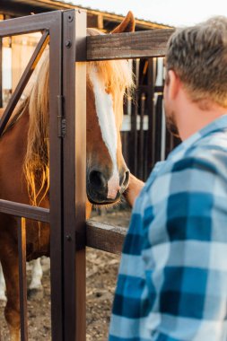 selective focus of farmer in checkered shirt touching horse in corral on farm clipart