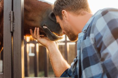 selective focus of rancher leaning on horse head near corral fence  clipart