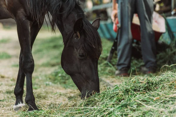 棕色的马在牧场吃干草 — 图库照片