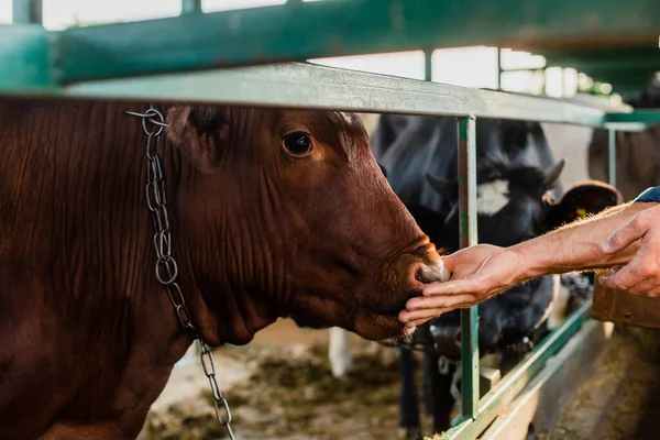 Selektiver Fokus Des Ranchers Der Braune Kuh Kuhstall Berührt Abgeschnittenen — Stockfoto