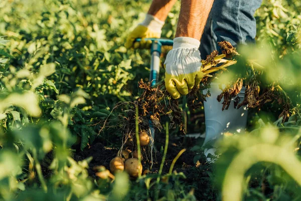畑の塊茎でジャガイモの植物を掘り出す作業用手袋の農家のクロップドビュー — ストック写真