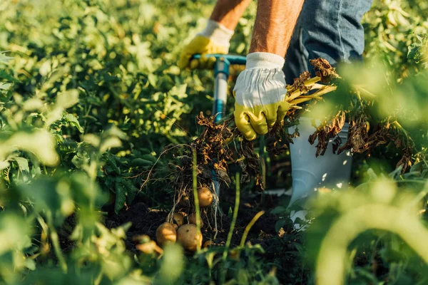 Vista Cultivada Agricultor Luvas Trabalho Escavando Plantas Batata Com Tubérculos — Fotografia de Stock