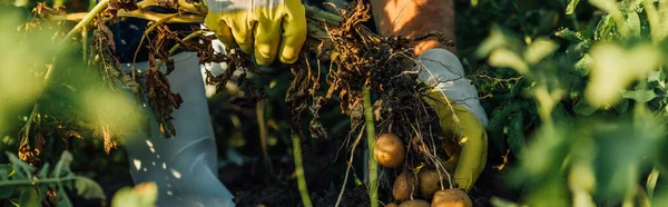 Partial View Farmer Gloves Holding Potato Plant Tubers While Harvesting — Stock Photo, Image