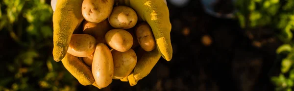 Частковий Вид Фермера Тримає Органічну Свіжу Картоплю Збитому Стані Панорамний — стокове фото