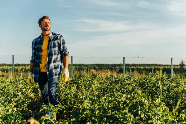 Fazendeiro Camisa Xadrez Luvas Trabalho Olhando Para Longe Enquanto Campo — Fotografia de Stock